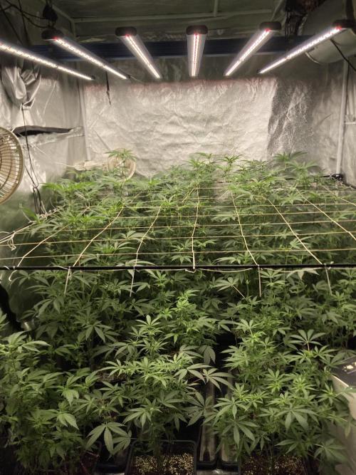 Rainbow Marker Clones (Lit Farms). Week 4