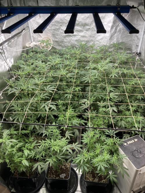 Rainbow Marker Clones (Lit Farms). Week 4