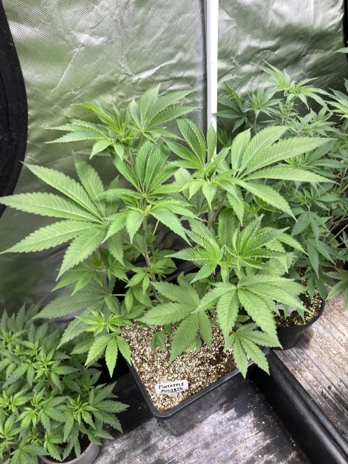 Pineapple Mojito S1. Week 8