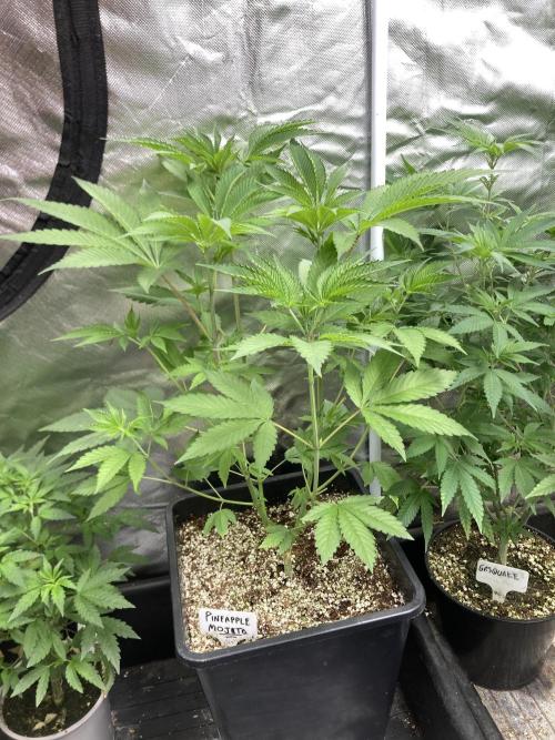 Pineapple Mojito S1. Week 8