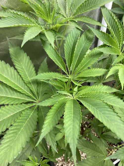 Pineapple Mojito S1. Week 8