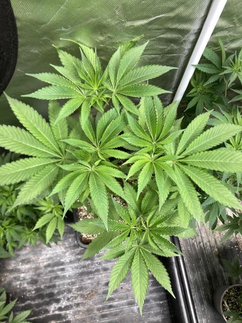 Pineapple Mojito S1. Week 8