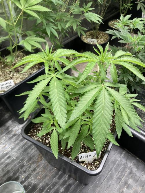 Apples & Bananas x Zoda (Umami Seed Co). Week 8