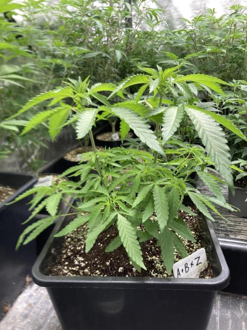 Apples & Bananas x Zoda (Umami Seed Co). Week 8