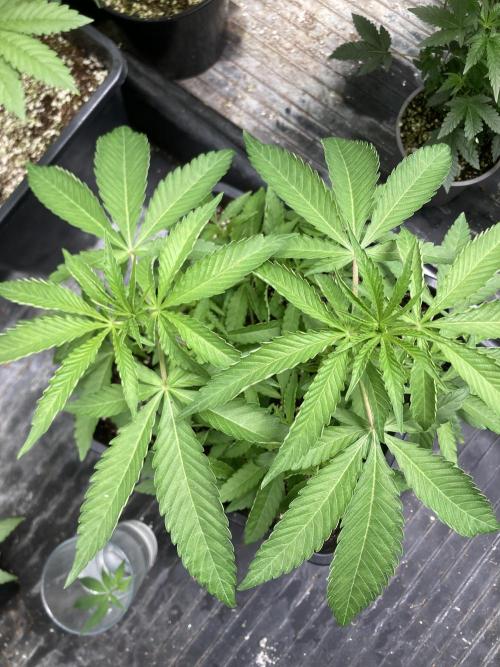 Apples & Bananas x Zoda (Umami Seed Co). Week 8
