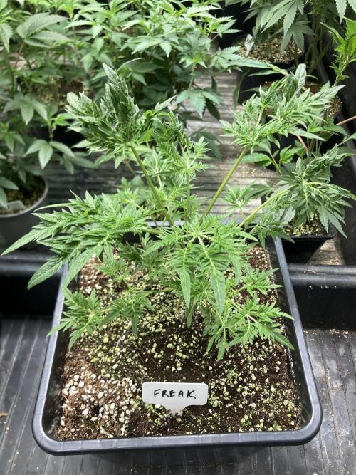 Frosty’s Purple Freak (Khalifa). Week 8