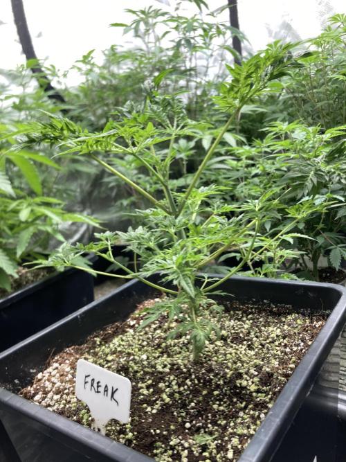 Frosty’s Purple Freak (Khalifa). Week 8