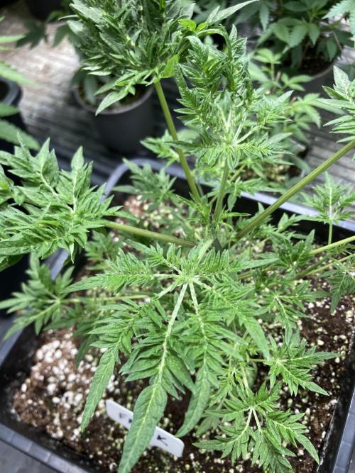 Frosty’s Purple Freak (Khalifa). Week 8