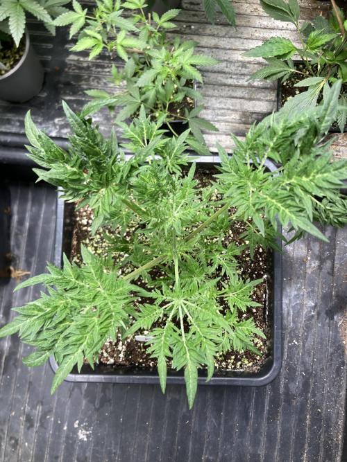 Frosty’s Purple Freak (Khalifa). Week 8