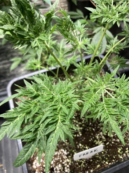 Frosty’s Purple Freak (Khalifa). Week 8