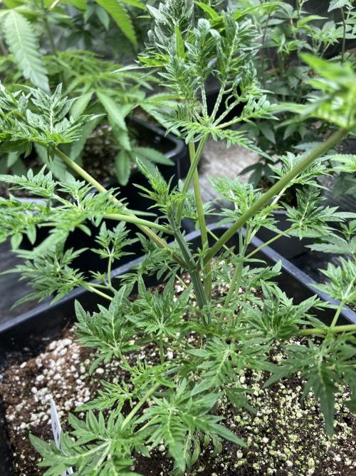 Frosty’s Purple Freak (Khalifa). Week 8