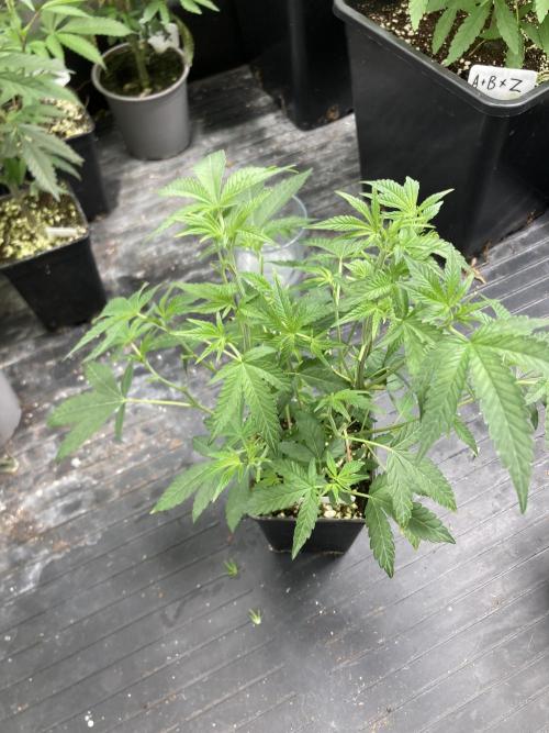Black Rainbow (LIT Farms). Week 11