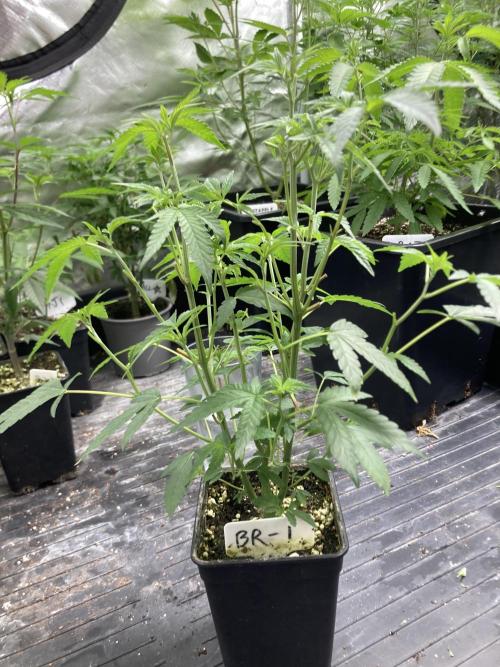 Black Rainbow (LIT Farms). Week 11