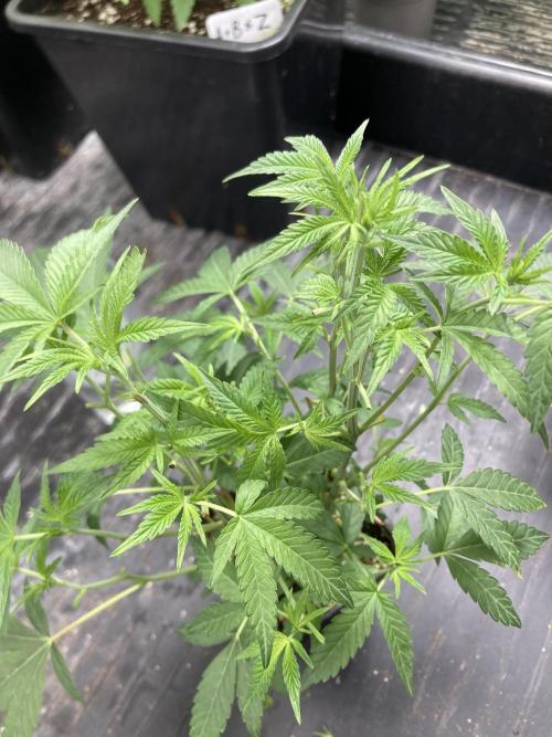 Black Rainbow (LIT Farms). Week 11
