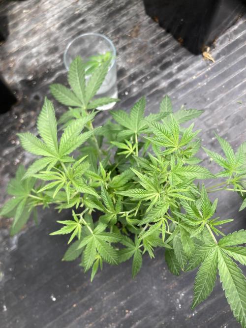 Black Rainbow. Week 11