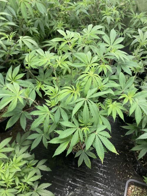 Jelly Breath S1 (In House Genetics). Week 12