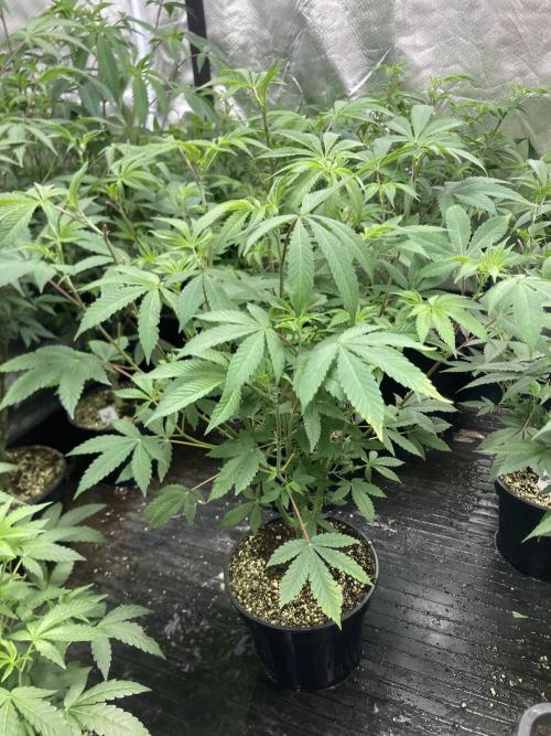 Jelly Breath S1 (In House Genetics). Week 12