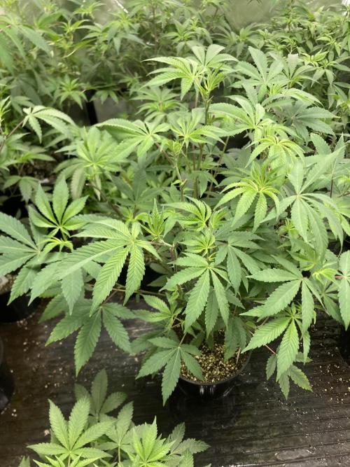 Jelly Breath S1. Week 12
