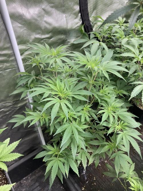 GasQuake (In House Genetics). Week 12