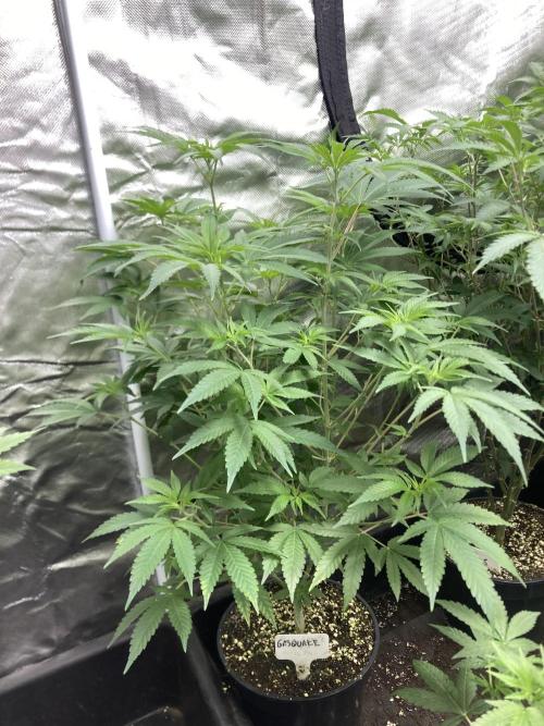 GasQuake (In House Genetics). Week 12