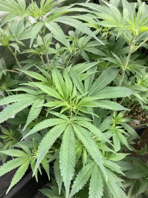 GasQuake (In House Genetics). Week 12