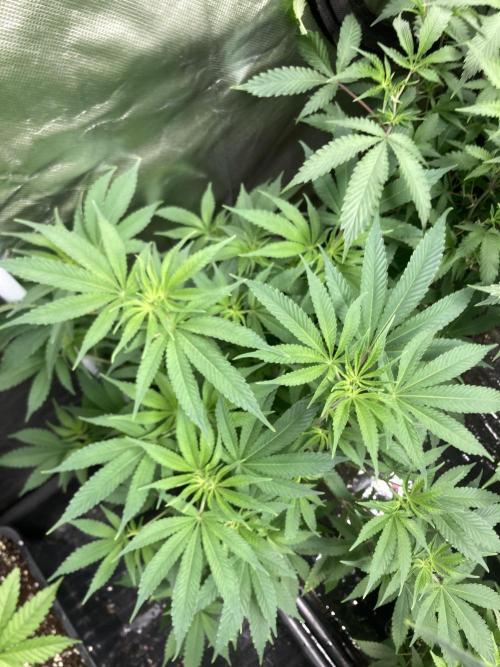 Gasquake. Week 12