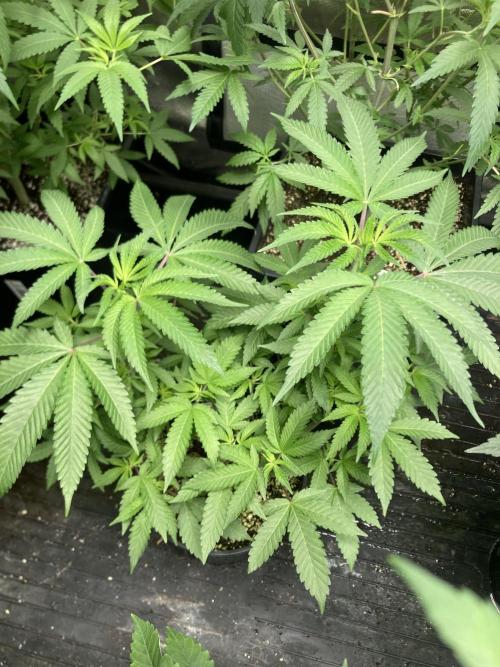 Do-lato V2 (In House Genetics). Week 12