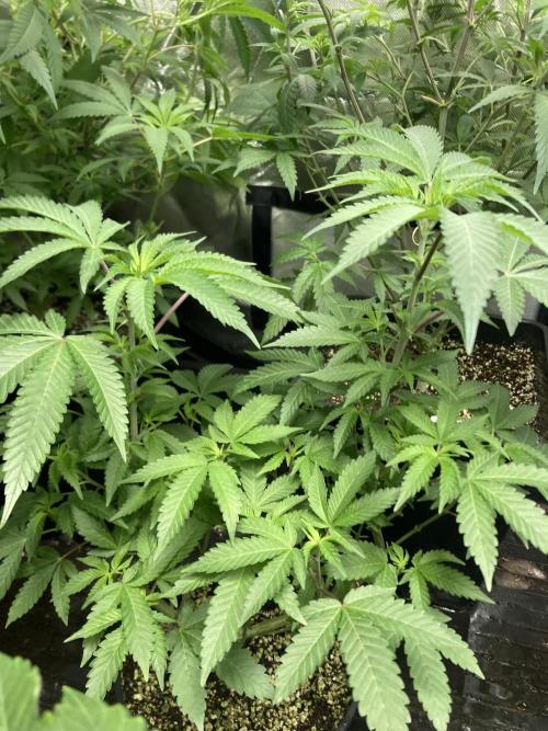 Do-lato V2 (In House Genetics). Week 12