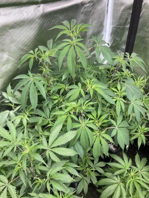 Windu (Wizard Trees). Week 12