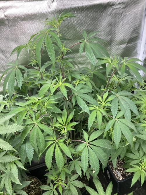 Windu (Wizard Trees). Week 12