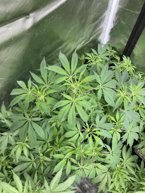 Windu (Wizard Trees). Week 12