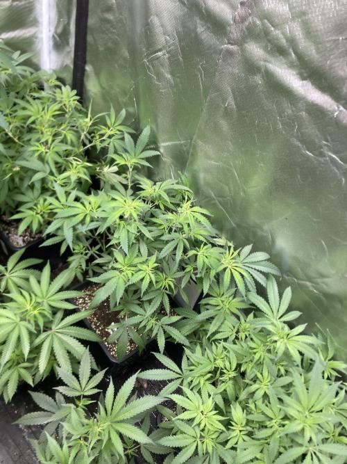 White Rhino (Green House Seeds). Week 12