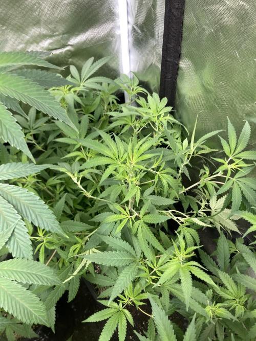 White Rhino (Green House Seeds). Week 12