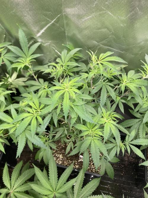 White Rhino (Green House Seeds). Week 12
