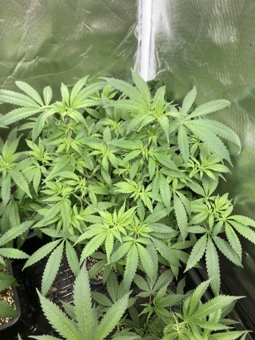 White Rhino (Green House Seeds). Week 12