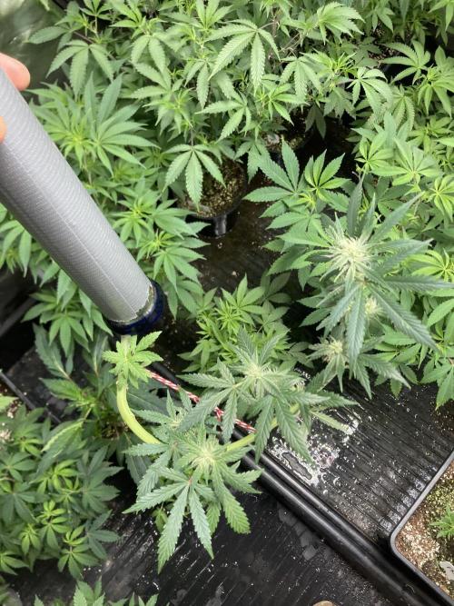Double Smile (Mephisto Genetics). Week 7