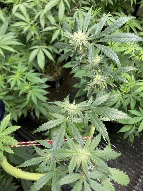 Double Smile (Mephisto Genetics). Week 7