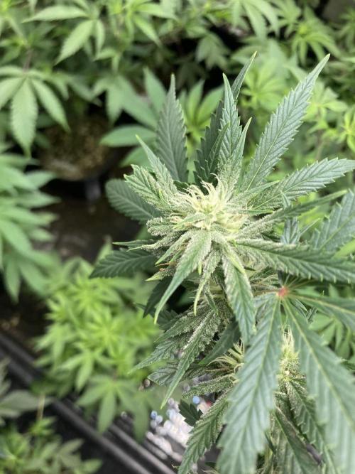 Double Smile (Mephisto Genetics). Week 7