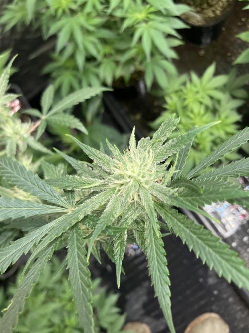 Double Smile (Mephisto Genetics). Week 7