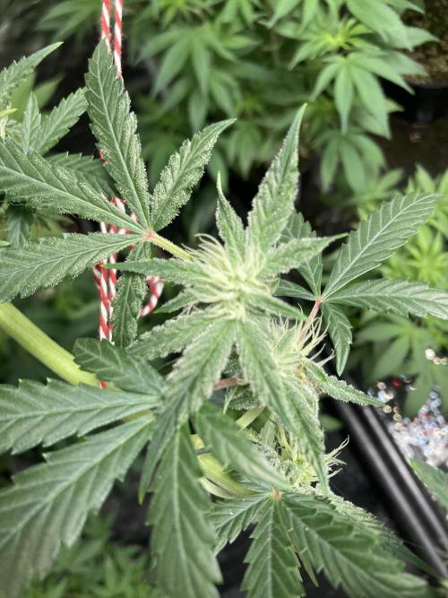 Double Smile (Mephisto Genetics). Week 7