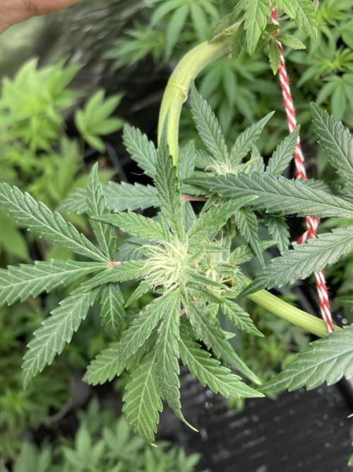 Double Smile (Mephisto Genetics). Week 7