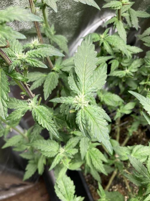 Chrome Dome Clone (Compound Genetics). Week 4