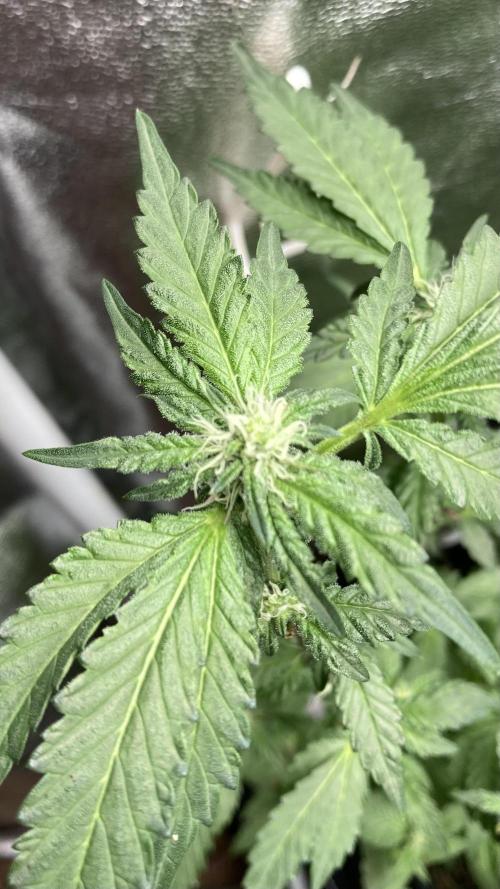 Chrome Dome Clone (Compound Genetics). Week 4