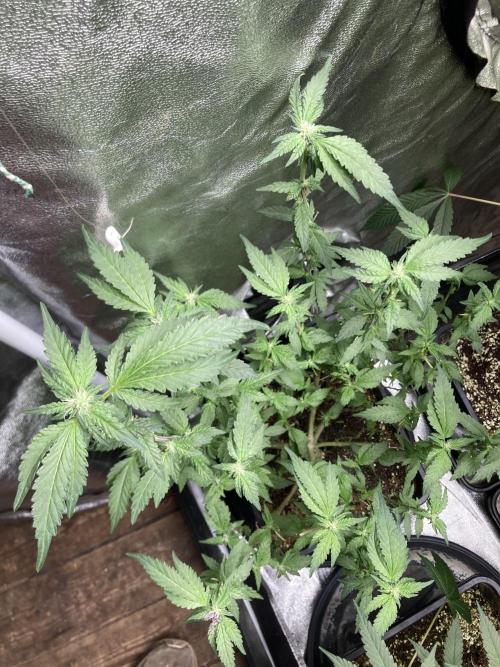 Chrome Dome Clone (Compound Genetics). Week 4
