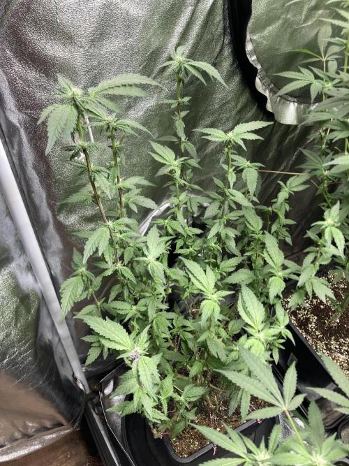 Chrome Dome Clone (Compound Genetics). Week 4