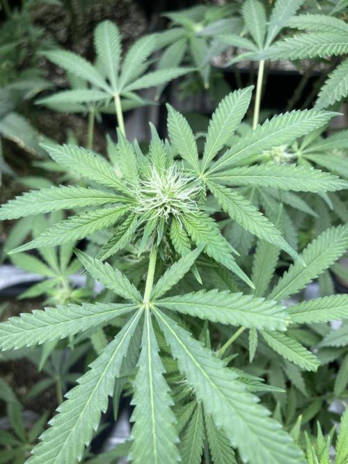 Strawberry Ak (Serious Seeds). Week 12