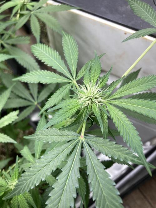 Strawberry Ak (Serious Seeds). Week 12