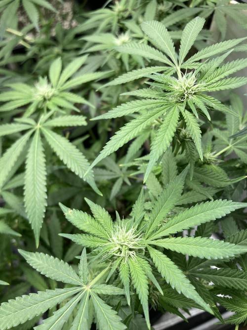 Strawberry Ak (Serious Seeds). Week 12