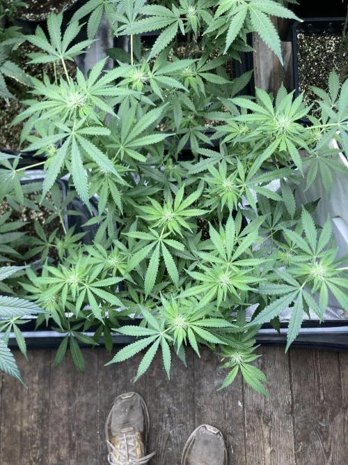 Strawberry Ak (Serious Seeds). Week 12