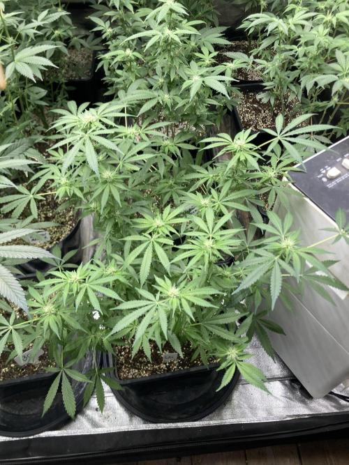 Strawberry Ak (Serious Seeds). Week 12